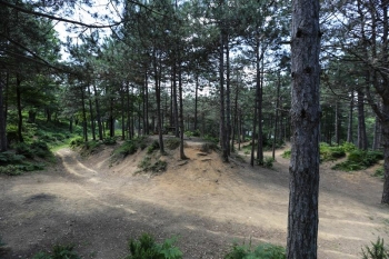 BOĞAZKÖY C TİPİ PİKNİK ALANI